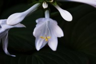 白色玉簪花图片(9张)