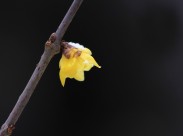 黄色腊梅花图片(10张)