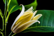 著名的观赏花卉黄兰图片(16张)