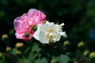 木芙蓉花卉图片(6张)