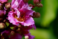 各种颜色的紫薇花图片(10张)