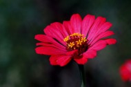 孤独的鲜花图片(9张)