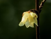 黄色的腊梅花图片(11张)