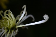 光影下的菊花图片(11张)