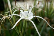 白色蜘蛛兰花卉图片(6张)
