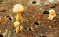 蘑菇图片(16张)