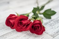 浪漫娇艳的红色玫瑰图片(13张)