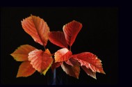 红色的爬山虎叶子图片(7张)