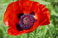 鲜红的罂粟花图片(15张)