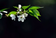 白色梨花图片(9张)