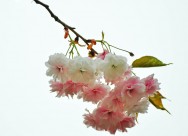 素色樱花图片(10张)