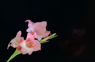 粉色唐菖蒲花卉图片(9张)