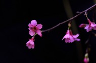红梅花图片(9张)