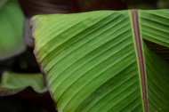 棕榈树叶子图片(11张)