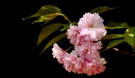 樱花图片(12张)