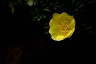 黄色刺玫图片(12张)