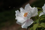 牡丹花图片(9张)