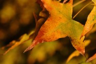 秋天的树叶图片(7张)