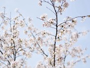 春日樱花图片(9张)