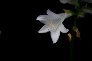 白色玉簪花图片(6张)