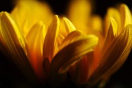 五颜六色的菊花图片  (7张)