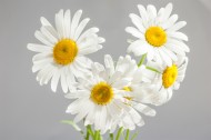 盛开的白色雏菊图片(20张)