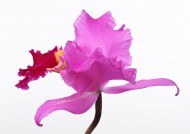 蝴蝶兰花朵图片(4张)
