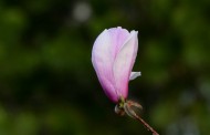 红白玉兰花图片(7张)
