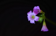 粉色酢浆草花图片(5张)
