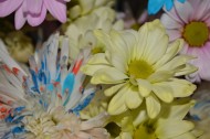 五颜六色的菊花图片(14张)