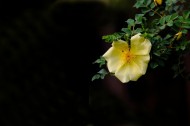 黄刺玫图片(12张)