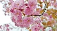 樱花高清图片(11张)