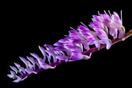 紫色野生兰花图片(10张)