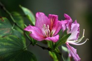 含蓄秀美的紫荆花图片(8张)