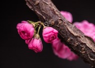 粉红色的桃花图片(11张)