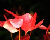 热情似火的红掌花卉图片(12张)