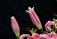 粉色百合花图片(10张)