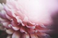 粉色的花瓣图片(10张)