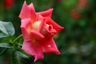 玫瑰花图片(10张)