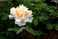 白牡丹花图片(8张)