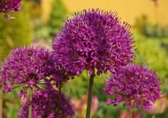 美丽的紫色葱花图片(15张)