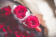 鲜艳的玫瑰图片(11张)