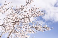 树枝上美丽的樱花图片(13张)