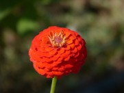 观赏植物之百日菊图片(15张)