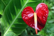 鲜艳的红掌花图片(14张)
