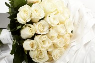 白玫瑰图片(40张)