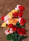 玫瑰花束图片(7张)