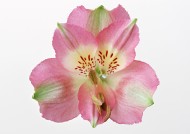 粉色花朵图片(12张)