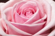 淡雅的粉玫瑰图片(10张)