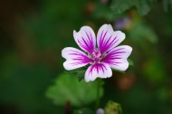 紫色锦葵图片(12张)